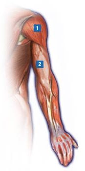 Muakualtur Arm Rückseite