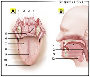 Abbildung Zunge