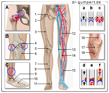 Schematische Darstellung zu Schmerzen in den Beinen