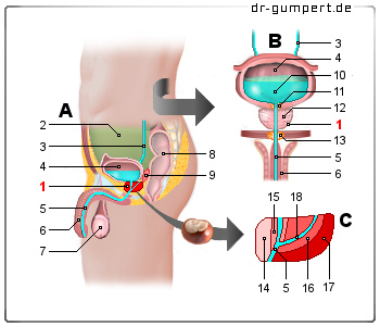 Schematische Darstellung der Prostata