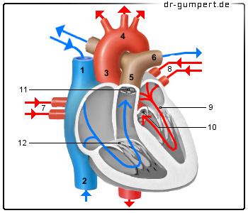 Schematische Darstellung des Herz-Kreislaufsystems