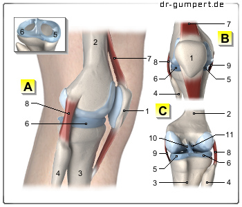 Schematische Darstellung des Kniegelenks