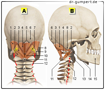 Schematische Darstellung den kurzen Nackenmuskeln