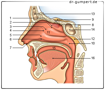 Schematische Darstellung der Nase