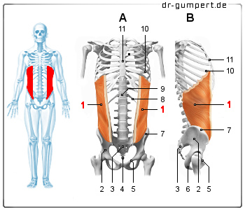 Schematische Darstellung des äußeren schrägen Bauchmuskels