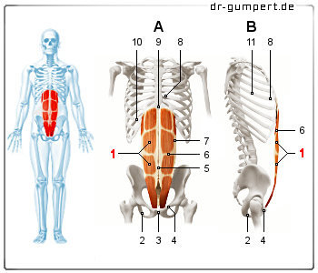 Schematische Darstellung des geraden Bauchmuskels