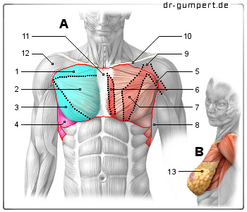 Schematische Darstellung der Brustmuskulatur