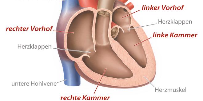 Herz rechte Herzkammer