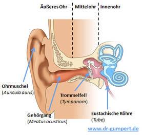Abbildung Ohr, Mittelohr und Innenohr