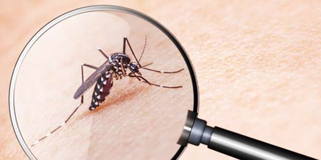 Woran erkennt man eine Allergie gegen Mückenstiche
