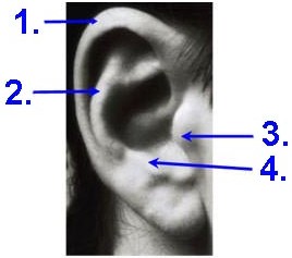 Abbildung des äußeren Ohrs und Ohrmuschel