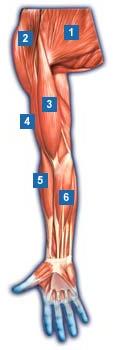 Muskulatur Arm