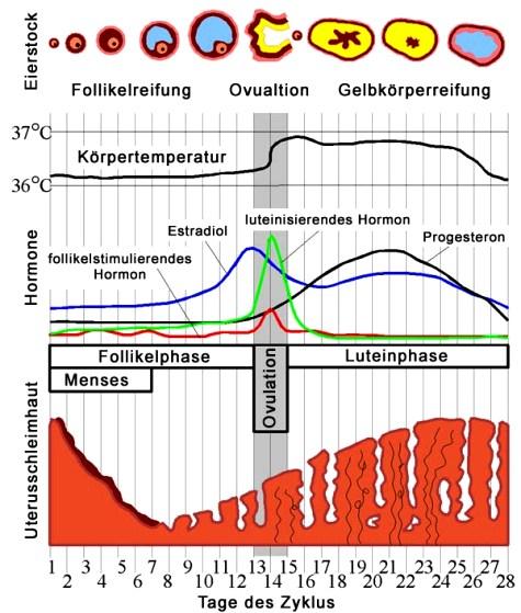 Menstruationszyklus