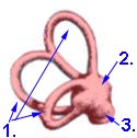 Gleichgewichtsorgan