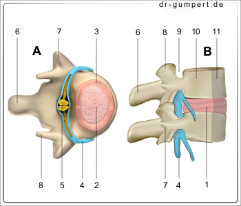 Wo ist die bandscheibe