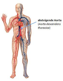 Abbildung der absteigenden Aorta