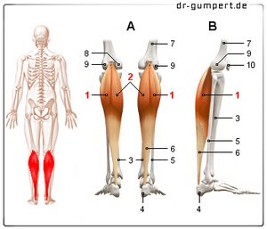 Abbildung Musculus gastrocnemius