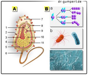 Abbildung Bakterien