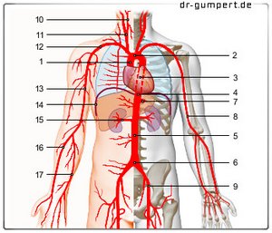 Abbildung Aorta und ihre großen Äste