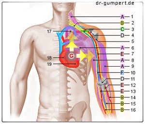 Abbildung Schmerzen linker Arm