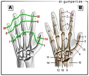 Abbildung Fingergelenk