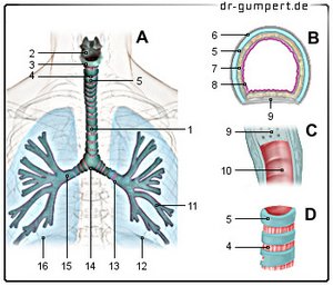 Abbildung Luftröhre