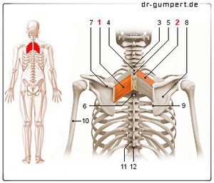 Abbildung Rautenmuskel (Musculus rhomboideus)