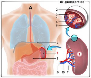 Abbildung der Milz