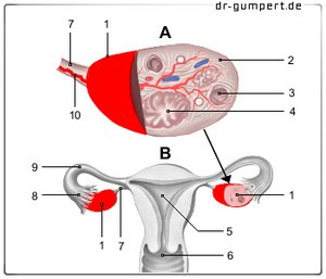 Abbildung Eierstock