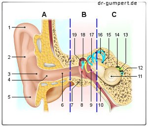 Abbildung Hör- und Gleichgewichtsorgane