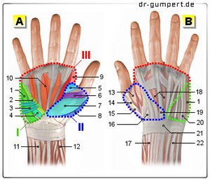Abbildung Handmuskeln