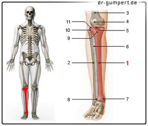 Abbildung rechter Unterschenkel mit Schienbein von vorn