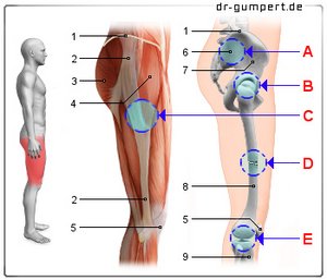 Abbildung Schmerzen äußerer Oberschenkel