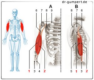 Abbildung Musculus biceps brachii