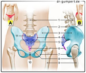 Abbildung Beckenknochen