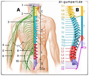Abbildung Rückenmarksnerven