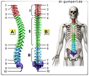 Abbildung Wirbelsäule