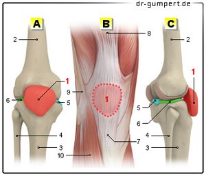 Abbildung der Kniescheibe