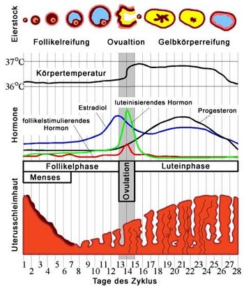 Menstruationszyklus der Frau Hormonzyklus