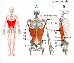 Abbildung breiter Rückenmuskel
