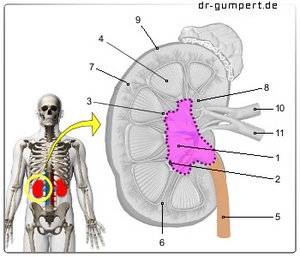 Abbildung Nierenbecken