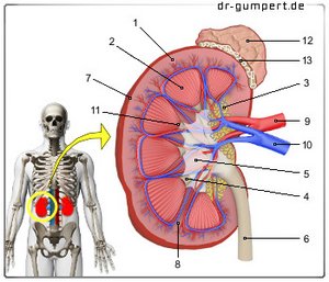 Abbildung einer Niere