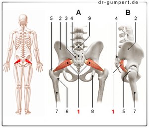 Abbildung Musculus piriformis