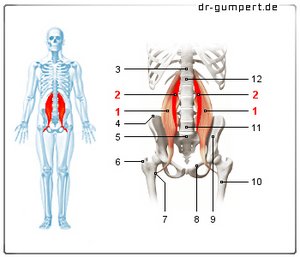 Abbildung Musculus psoas