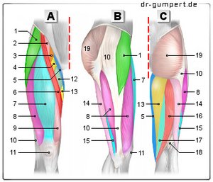 Abbildung Oberschenkelmuskulatur