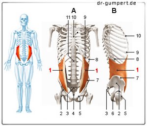 Abbildung des inneren schrägen Bauchmuskels