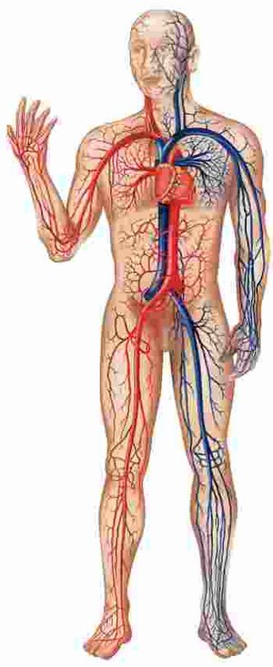 Blutgefäße im Körper