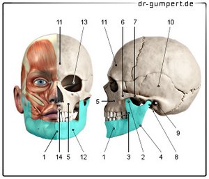 Abbildung Unterkiefer