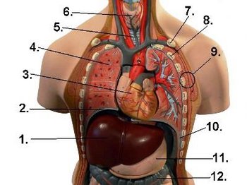 Thorax des Menschen Schematische Darstellung eines Thorax