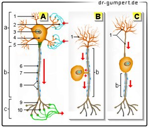 Abbildung Nervenzellen